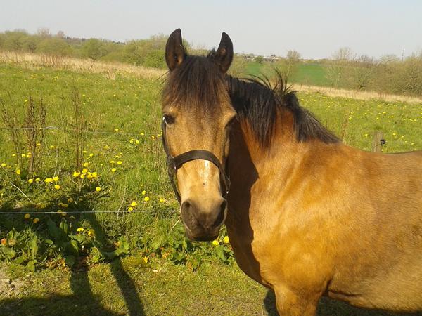 glædesindlæg + Spørgsmål om kløen+vejrtrækning