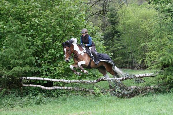 jagt på søndag *Midtjylland*