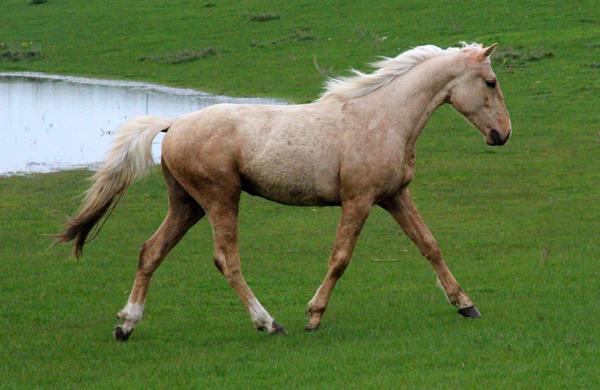 Er det muligt - hestens fortid?