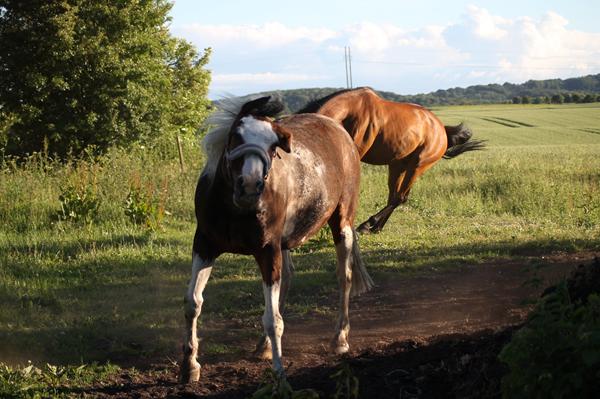 Hjælp til at vælge billeder? (AnimalFotoFight)