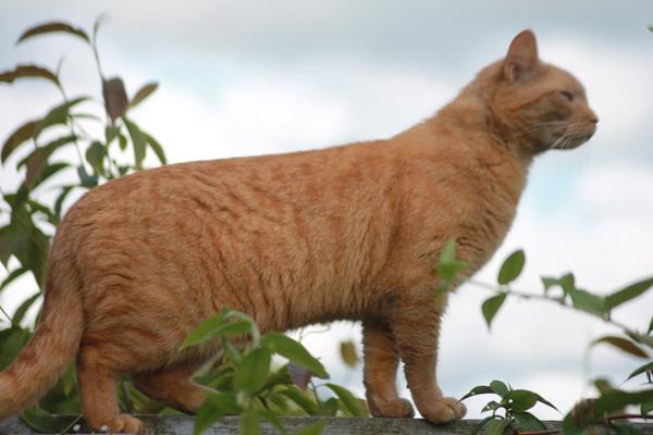 EFTERLYSNING NORDSJÆLLAND -KAT