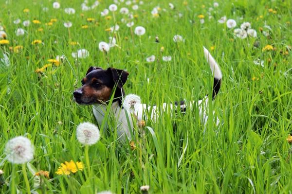 Er lidt stolt af min hund!