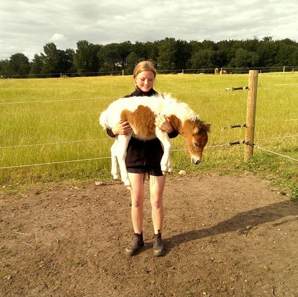 Mit føl er blevet 1 måned gammel (billede) :D