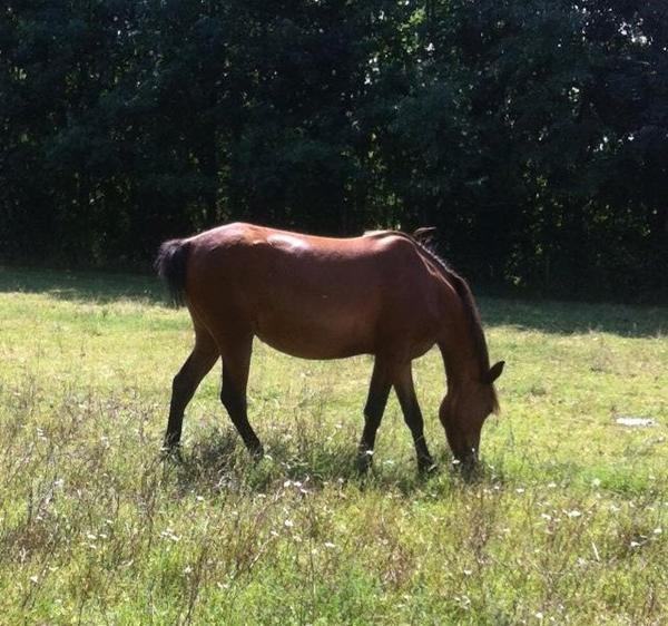 Ekstensions til min hest uden hale?