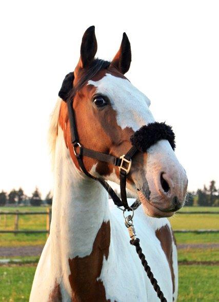 Kommentar + bedømmelse. :)