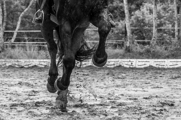 Billeder fra Jysk rideuge