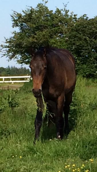 Oldenborg kåring i tyskland