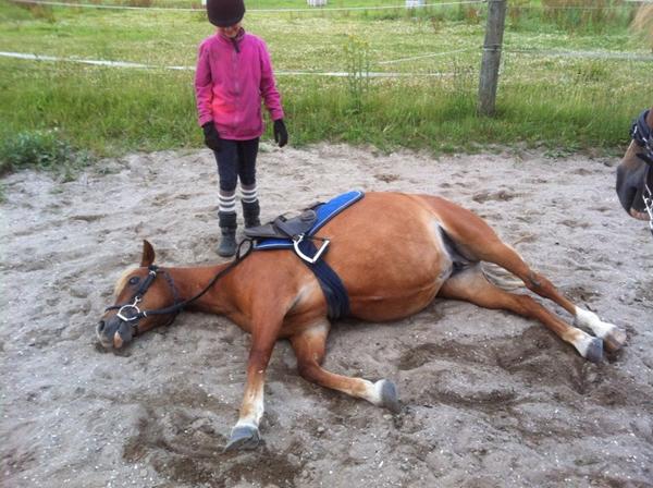 Pony "strejker" og ruller MED rytter!