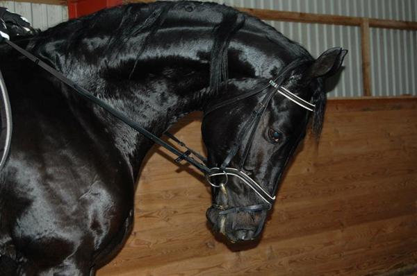 Gode rideudstyrs butikker i Tyskland, gerne Rheinland Pfalz omraadet! 