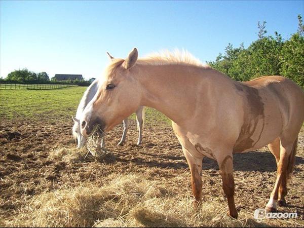 Thorsø rideklub?