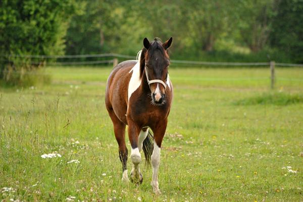 For tyk pony, råd søges!