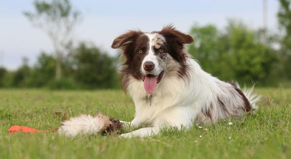 Hunde fotografering HJÆLP 