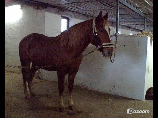 Bounty - Har du set ham? RØD VALLAK.