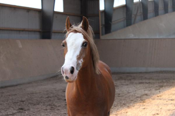 Reglerne ang. kontrakt på pony? 