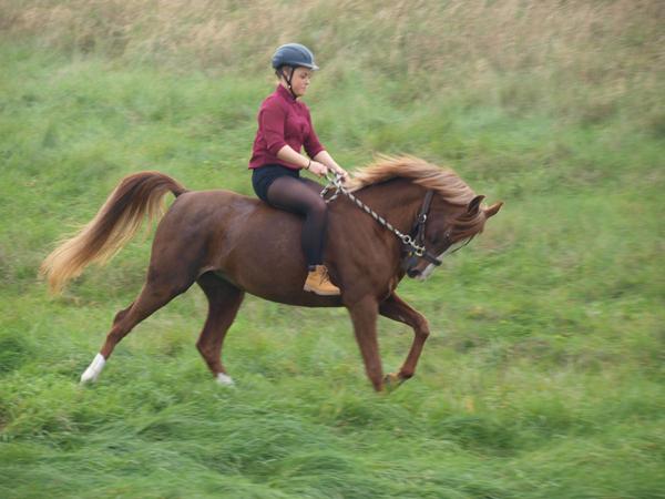 Min pony har endelig lært at gå til biddet!!!!!