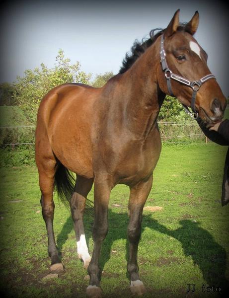 Hjælp til Vurdering af min hest