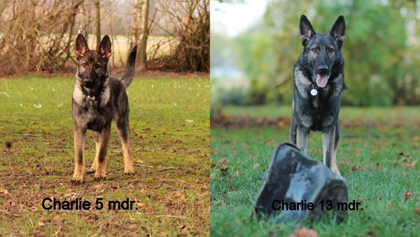 Haha, sikke en forandring (HUND)