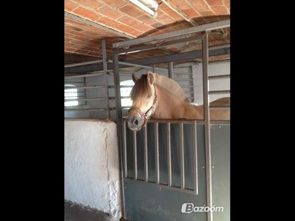 Har i set Kvit hjælp