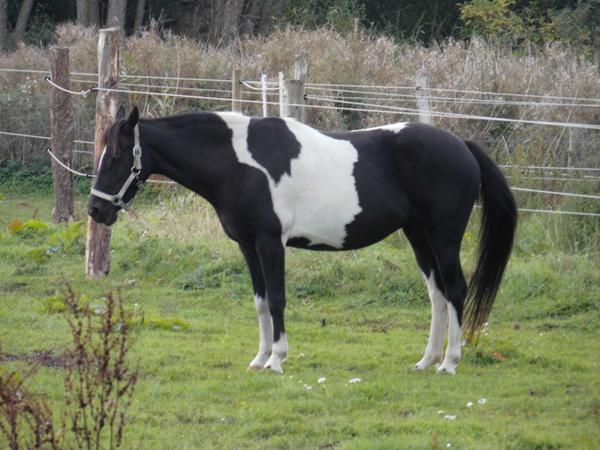 Sadelhjælp - sydvestsjælland