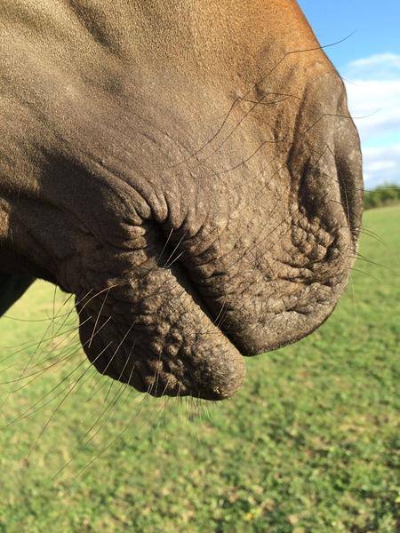 Bid og skade ved mund?