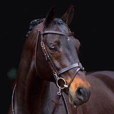 Fotoshop? Min hest med denne trense?