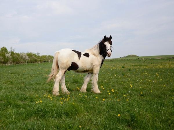 irish Cob?