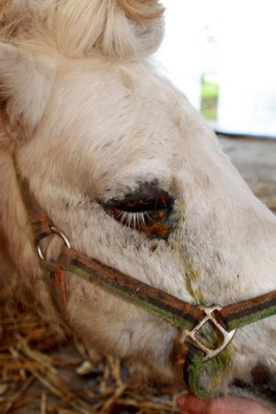 Voldsom øjenbetændelse!! :( 