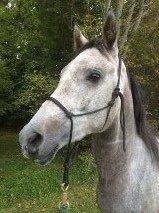 Unghest skal tage på