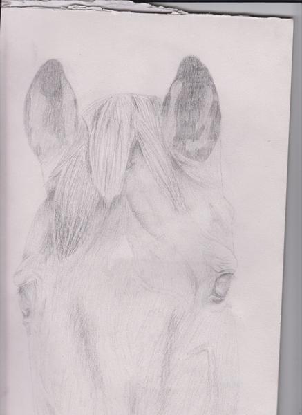 Kritik søges tegning