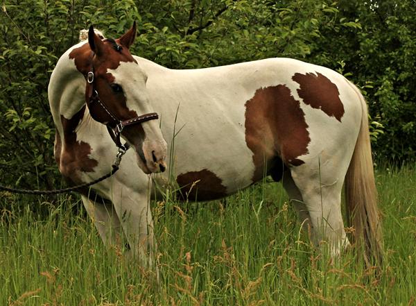Sadler til højmarkeret hest