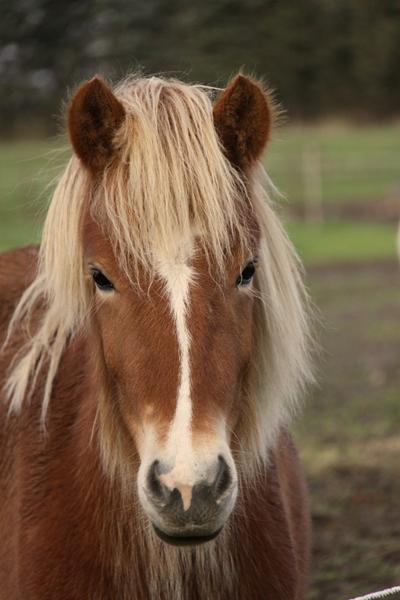 Råd til unghest og longe?