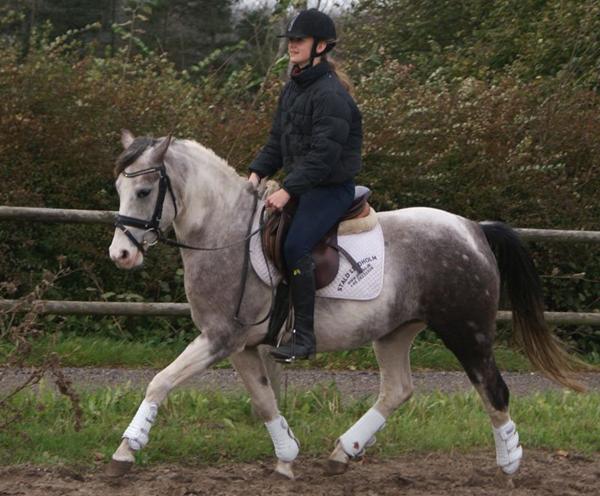 Skimmelbroget hoppe 2006 - Har du set hende før?