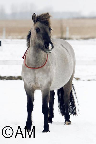 Højdeforskel på hoppe og hingst?