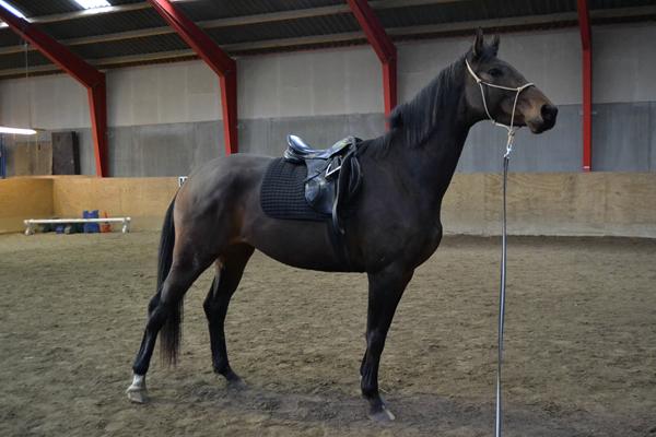 Kiropraktor, massør, osteopat - hvem, og hvilken?