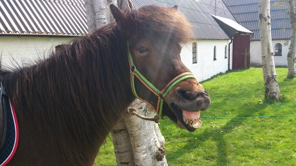 leg-hvad siger hesten??