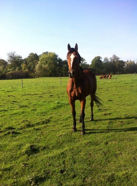 pause fra ridning - salg af hest