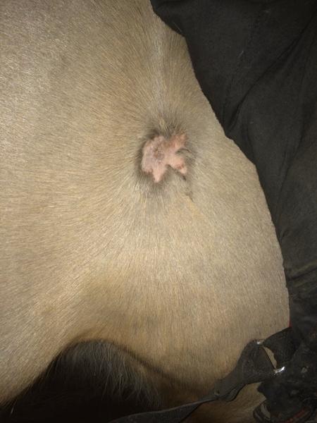 Skaldede pletter (hjælp)