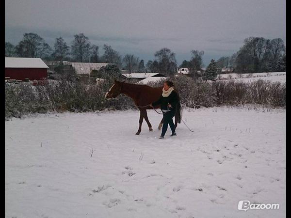 hjælp - bogstaver på ridebanen 