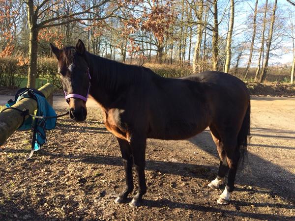 Hvilken blue hors hingst??