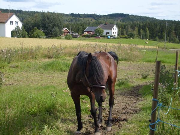 EFTERLYSNING EFTER MIN TRAVER HINGST RECZING