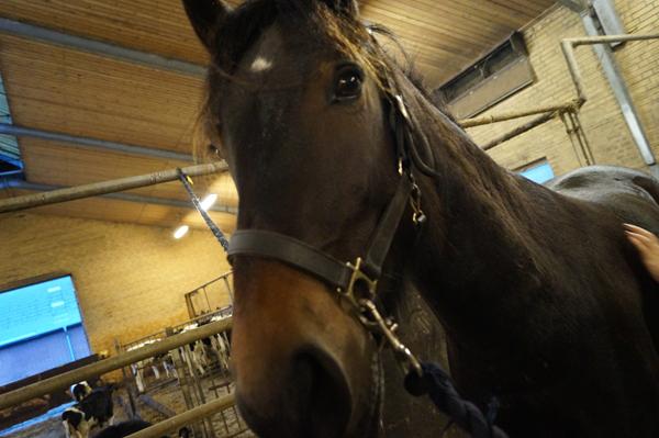 jeg søger min hests mor