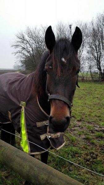 jeg søger min hests mor