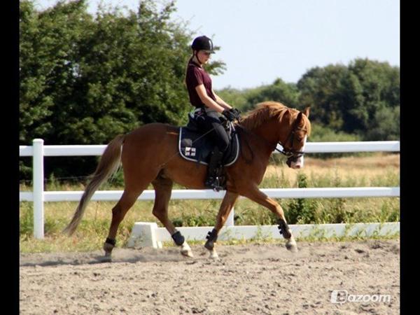 Talentfuld dressurpony sælges