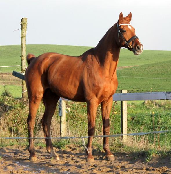 Sadel med anlægsflade på maks 43 cm