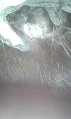 Kan min hest have Dermatofilose?