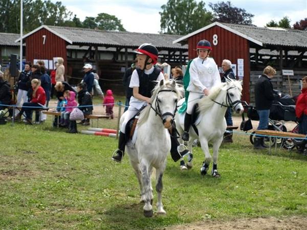 Dyrskue Odense WELSH showponyer søges