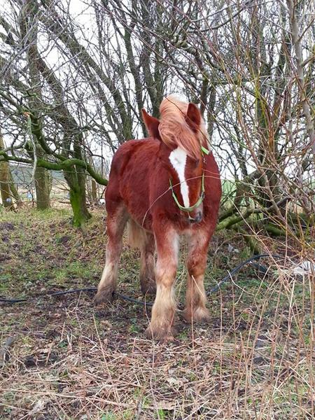 Andre med Jyder omkring 7700 Thisted?