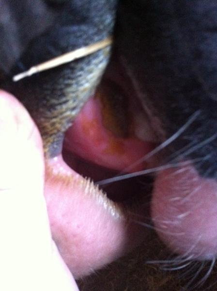 HJÆLP!! Blæne/blist i munden