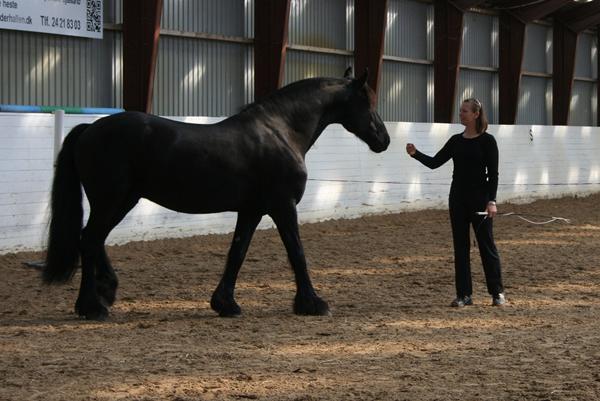 Horsemanship kursus i Frihedstræning