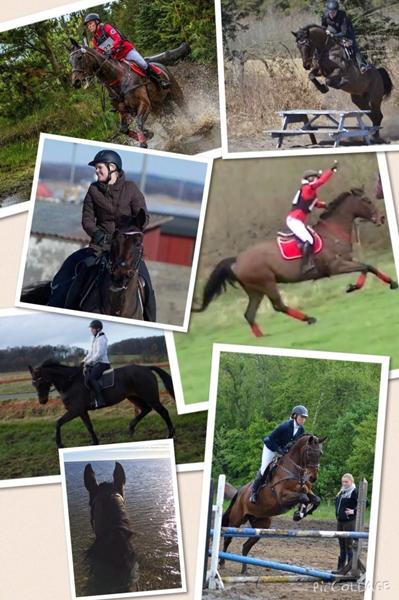 Hingst til militaryhoppe.